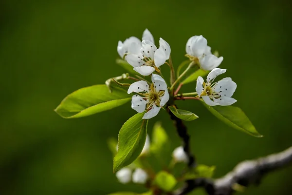 春に白い花を咲かせる梨の木の枝がぼやけて緑の背景にあります — ストック写真