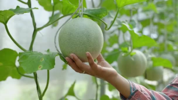 Närbild Hand Håller Melon Frukt Inuti Växthus Ekologiska Livsmedel Koncept — Stockvideo