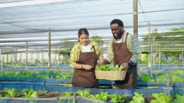 Organik sebze yetiştirme ailesi sebze bahçesinde sebze toplamaya yardım ediyor, organik gıda konsepti, aile ilişkileri
