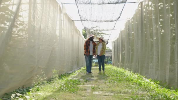 Jardinería Vegetal Pareja Caminando Mano Huerta Concepto Comida Orgánica Relación — Vídeos de Stock