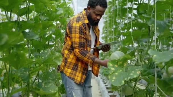 Afrikansk Amerikansk Bonde Kontrollerar Kantaloupe Frukt Växthus Ekologiska Livsmedel Koncept — Stockvideo