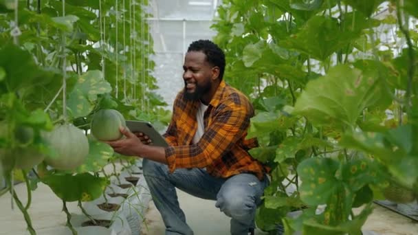 Fermier Afro Américain Contrôlant Les Fruits Cantaloup Serre Concept Alimentation — Video