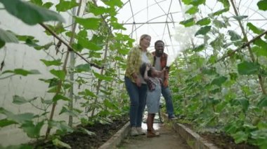 Afrika kökenli Amerikalı Aile Sulama Ezmesi Sera Çiftliğinde, organik sebze konsepti, aile ilişkisi