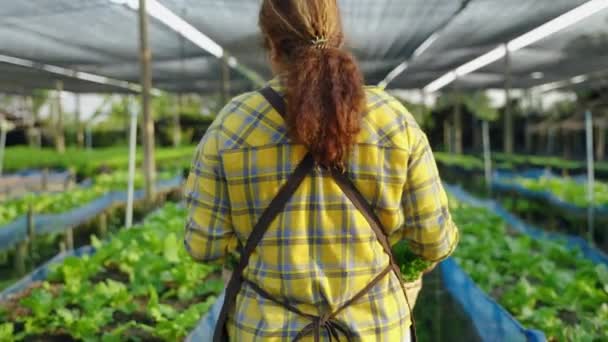 Kvinnlig Grönsak Trädgårdsmästare Promenader Hålla Korg Med Grönsaker Tomten Ekologisk — Stockvideo