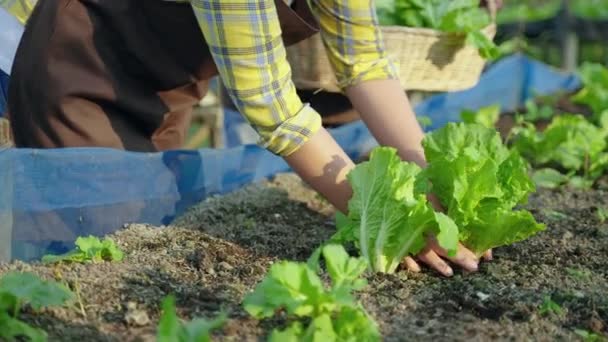 Família Jardinagem Vegetal Orgânica Ajudando Recolher Legumes Horta Conceito Comida — Vídeo de Stock