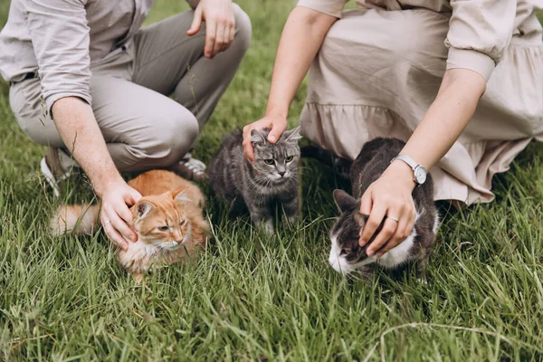 Pria Dan Wanita Membelai Tiga Kucing Mereka — Stok Foto