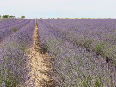 Güzel lavanta çiçekleri aroması doğal renk böcek yağları