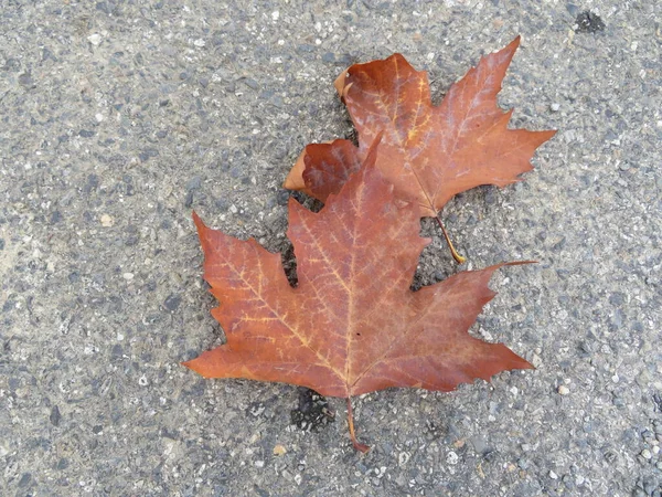 Piękne Suche Liście Oznaczające Jesienną Zmianę Sezonu Cyklu — Zdjęcie stockowe