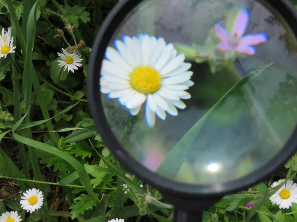 Magnifying Glass Magnification Greatness Vision Glass Photo — Stock Photo, Image