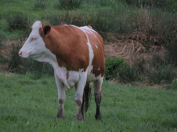Beautiful Cows Grazing Meadow Animal Domestic Milk Farm —  Fotos de Stock