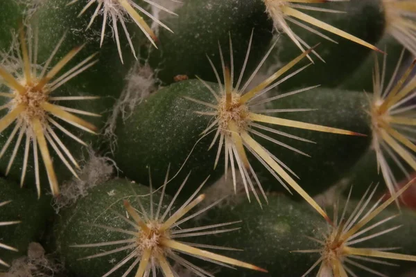 Beautiful Cactus Skewered Spines Fend Predators Self Defense Protection — Stock Photo, Image