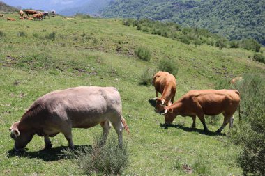 Süt ve et vermek için yeşil ot yiyen güzel inekler.