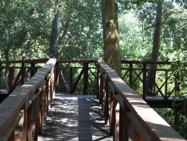wooden path bound for the river safe walk