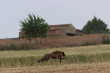 İspanyol tazı köpek yarışı tavşan avlama hızı tutku veriyor