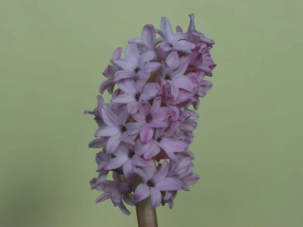 hyacinth flowers natural colors aroma beautiful bulb