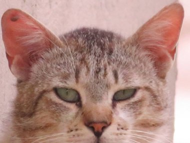 Keneleri kaderine terk edilmiş başıboş bir kedi.