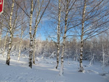 Kar beyazı soğuk kış güzel dondurma ağaçları manzarası