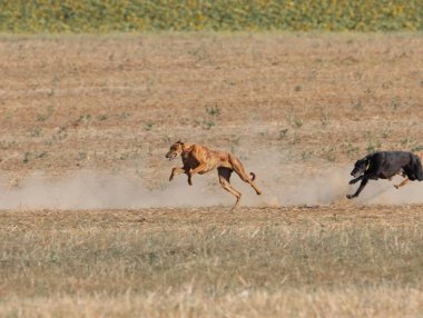 Tazı yarışı hızlı köpek evcil hayvan çiftliği tavşanı avı
