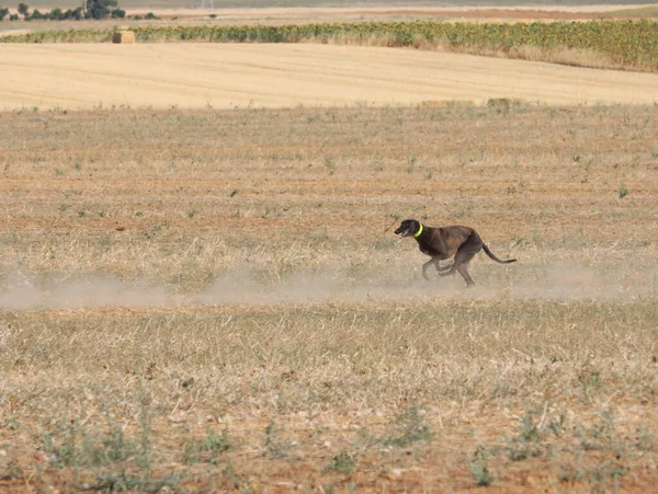 Galgo Carrera Rápido Perro Doméstico Campo Animal Liebre Caza —  Fotos de Stock