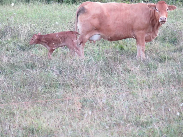 Hermosa Vaca Gran Calidad Tamaño Color —  Fotos de Stock