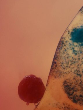 Soyut arka plan fantezi illüzyonu nadir görülen hayal gücü virüs bakteri hissi