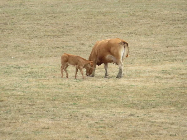 Gado Vacas Animais Mamíferos Carne Leite Prados Verdes — Fotografia de Stock