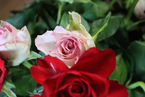 Rosa Blume Schöne Spieß Farbige Spieße Natürliche Blätter — Stockfoto