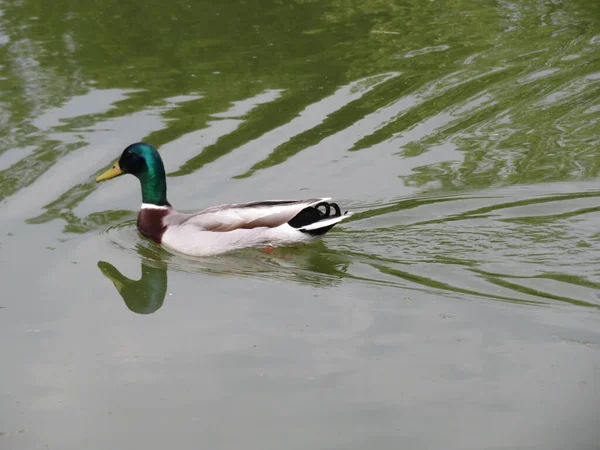 Duck Bird Feathers Swimming Colors Beak Fly Beautiful — Photo