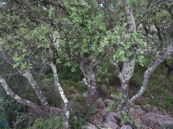 Piękny Krajobraz Naturalnych Drzew Zielone Pole Rustykalne — Zdjęcie stockowe