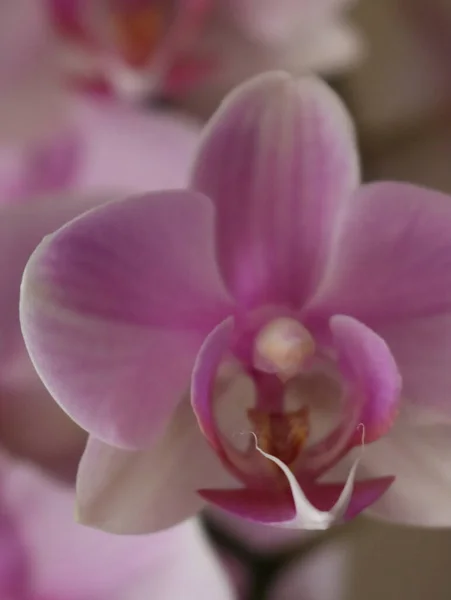 Orkide Güzel Doğal Çiçek Narin Aromatik Farklılık — Stok fotoğraf