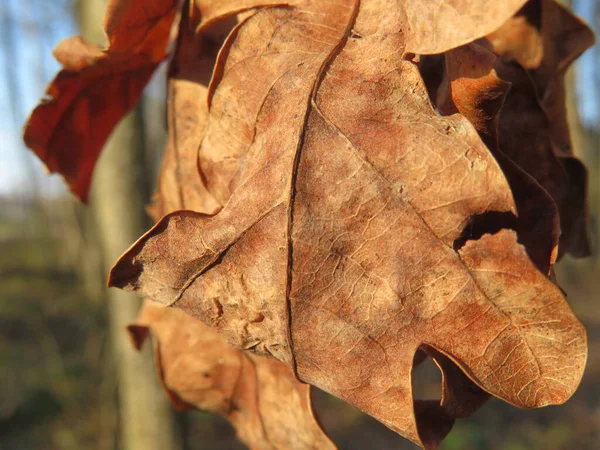 Сухие Листья Деревьев Осенний Этап Процесса — стоковое фото