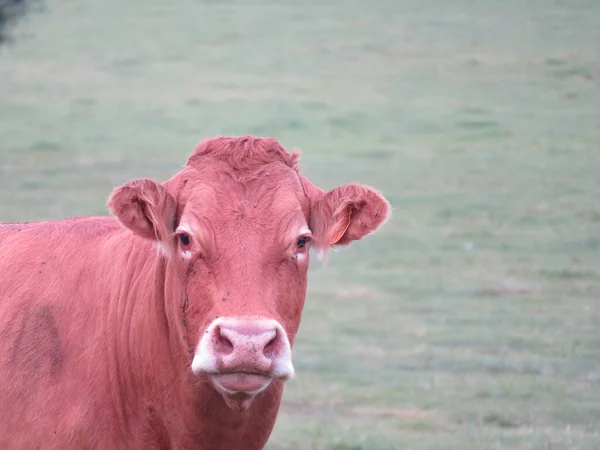 Vaca Animal Granja Prados Hervir Leche Carne Alimentación Producción — Foto de Stock