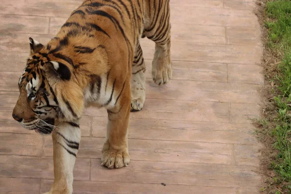 Piękny Koci Bengalski Tygrys Niebezpieczne Pasy Duże Pazury Kły — Zdjęcie stockowe