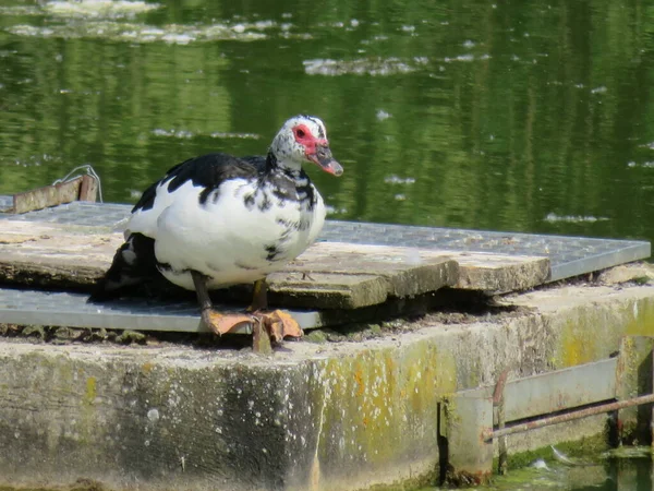 Ente Wartet Auf Sonnenbad Ins Wasser Springen Nutztier — Stockfoto