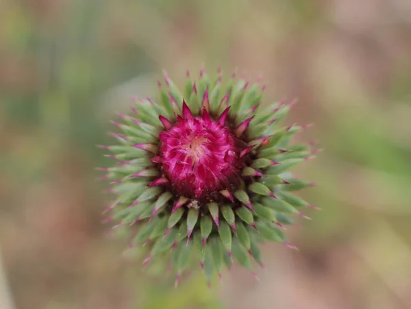 Krásné Květiny Různých Barev Opylujícím Hmyzem Makro Přírodní Plot — Stock fotografie