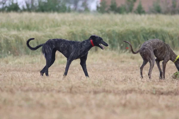 スペインのグレイハウンド犬レースウサギ狩り速度は情熱を提供します — ストック写真