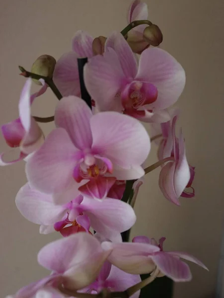 Orquídea Flor Natural Diferente Raridade Belas Cores Planta — Fotografia de Stock