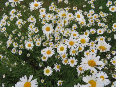 Doğal renklerde güzel çiçekler aromatik hassas detaylar