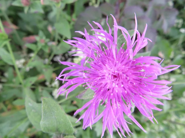 自然の色の美しい花の香り繊細なディテール — ストック写真