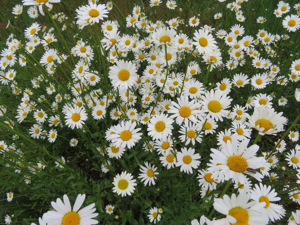 Krásné Květy Přírodních Barev Aromatické Jemné Detaily — Stock fotografie