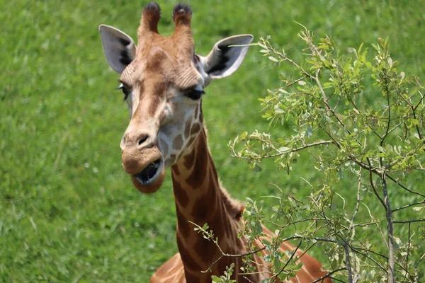 Piękne Wysokie Plamy Żyrafy Dzikie Długie Szyje Szybkie Rogi — Zdjęcie stockowe