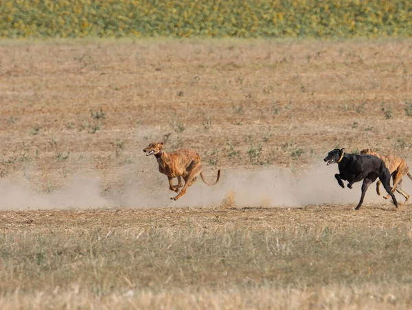 Galgo Carrera Rápido Perro Doméstico Campo Animal Liebre Caza —  Fotos de Stock