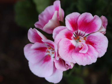 güzel doğal kokulu narin renkli çiçekler.