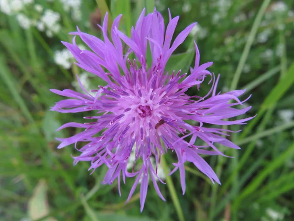 自然の色の美しい花の香り繊細なディテール — ストック写真
