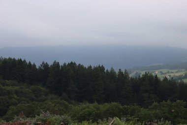 Güzel kızılağaç ormanları dev ağaçlar, kocaman, uzun, şişman ağaçlar.