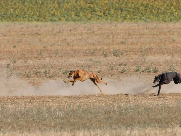 Chrt Závod Rychlý Pes Domácí Zvíře Pole Lovu Zajíců — Stock fotografie