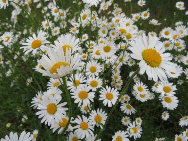 Doğal renklerde güzel çiçekler aromatik hassas detaylar