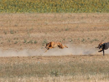 Tazı yarışı hızlı köpek evcil hayvan çiftliği tavşanı avı
