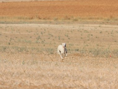 Tazı yarışı hızlı köpek evcil hayvan çiftliği tavşanı avı