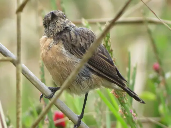 Piękny Ptak Gałęzi Pozowanie Ptaków Pióra Dziób Mały Słodkie — Zdjęcie stockowe